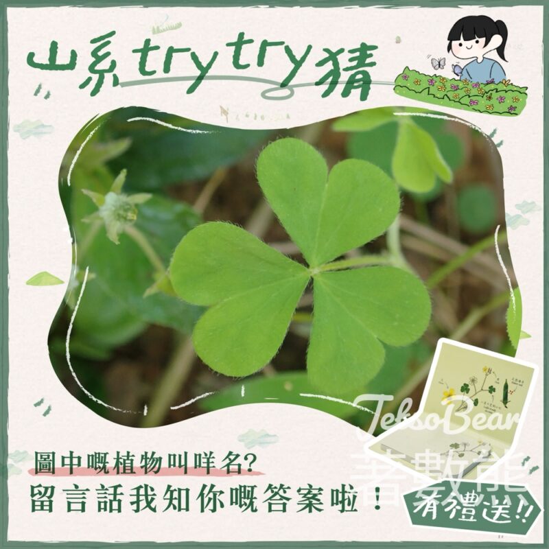 香港郊野公園 #有獎遊戲 送50份 精美便條紙 - Jetso Bear