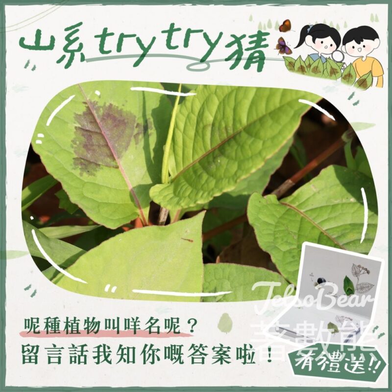 香港郊野公園 #有獎遊戲 送20份 「香港常見草本植物」精美便條紙 - Jetso Bear
