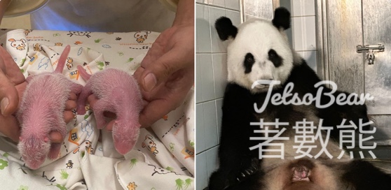 香港海洋公園喜迎首對香港出世大熊貓雙胞胎 - Jetso Bear