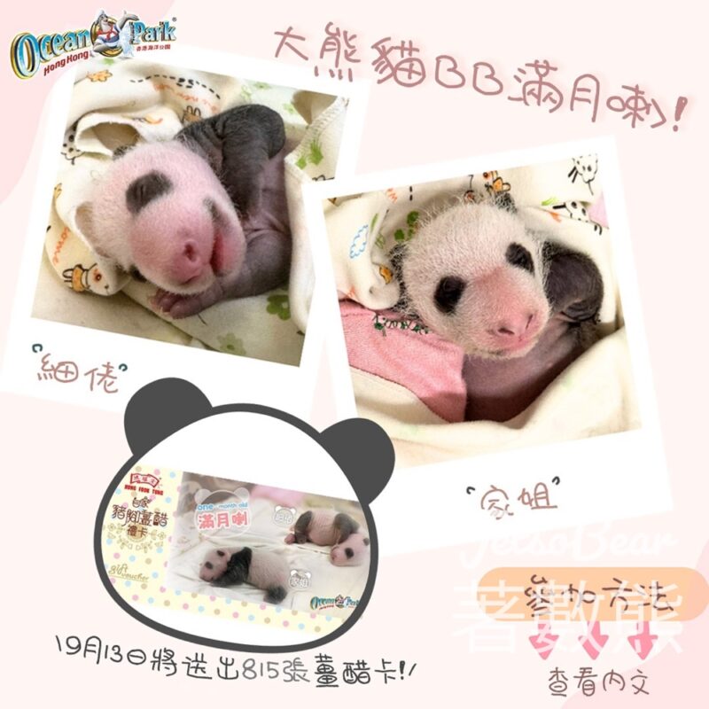 海洋公園 #有獎遊戲 送815份 鴻福堂自家豬腳薑醋禮卡 - Jetso Bear