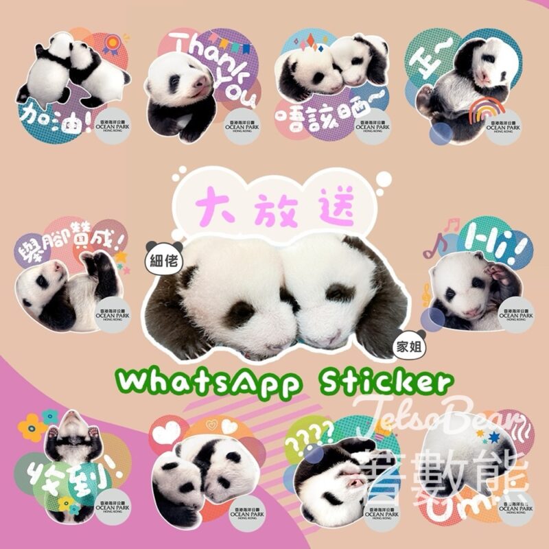 香港海洋公園 家姐細佬熊貓WhatsApp Sticker - Jetso Bear