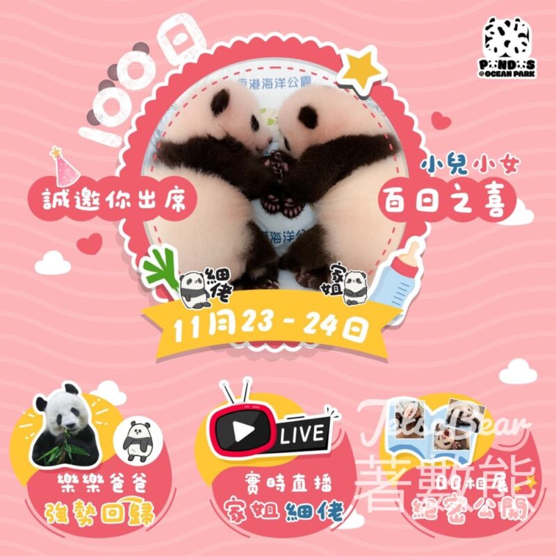 海洋公園 家姐細佬 大熊貓雙胞胎百日慶 - Jetso Bear