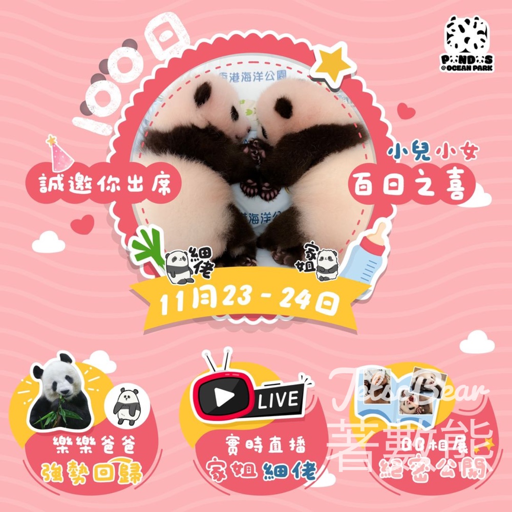 海洋公園 家姐細佬 大熊貓雙胞胎百日慶 - Jetso Bear