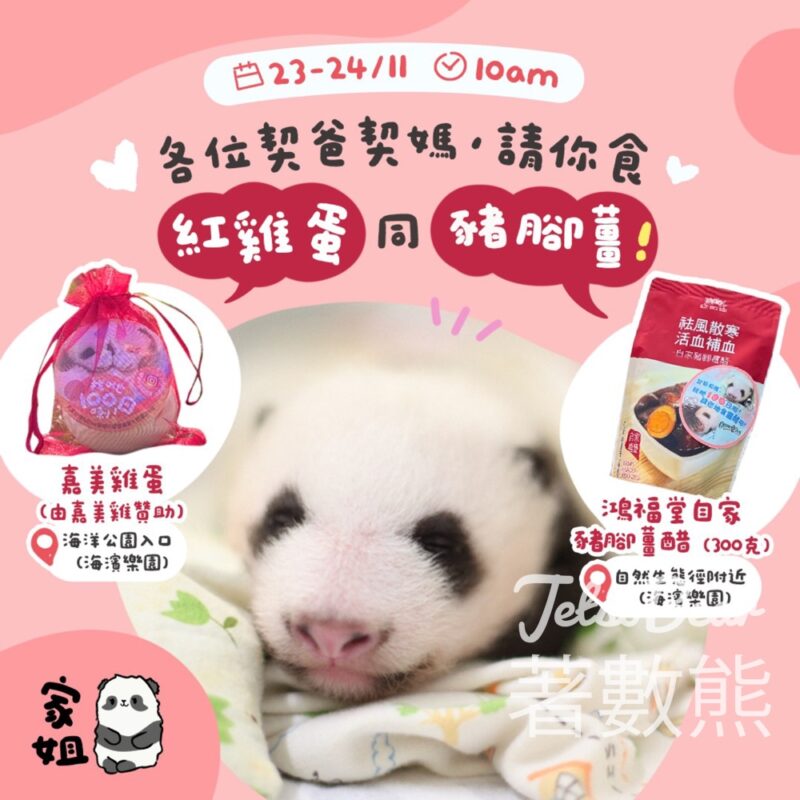 香港海洋公園 家姐細佬大熊貓百日慶典派對 派紅雞蛋及豬腳薑醋 - Jetso Bear