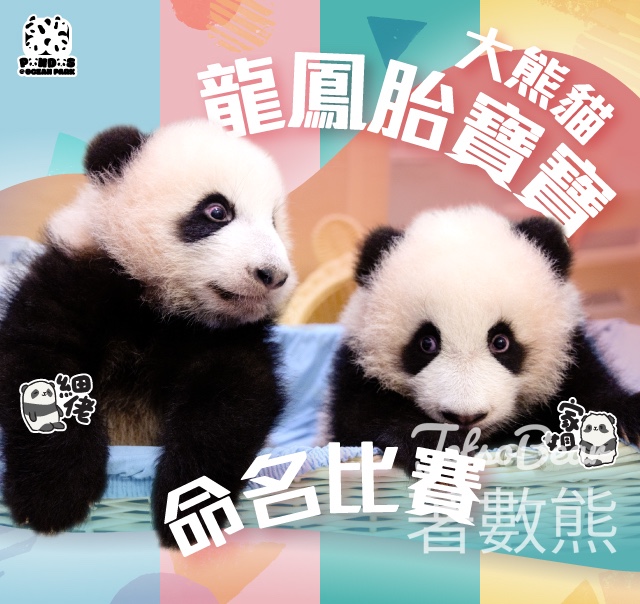 海洋公園舉辦大熊貓龍鳳胎寶寶命名比賽 - Jetso Bear