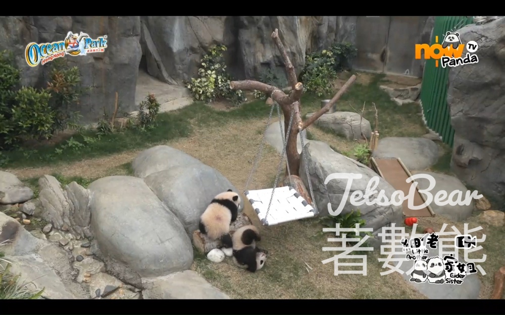 香港海洋公園 家姐細佬大熊貓龍鳳胎直播 - Jetso Bear