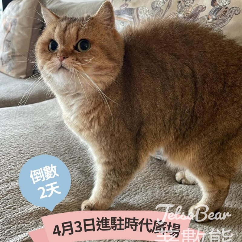 時代廣場店 免費換領 PAUL & JOE髮夾、全新糖瓷防曬隔離乳N試用裝及貓咪餅乾 - Jetso Bear