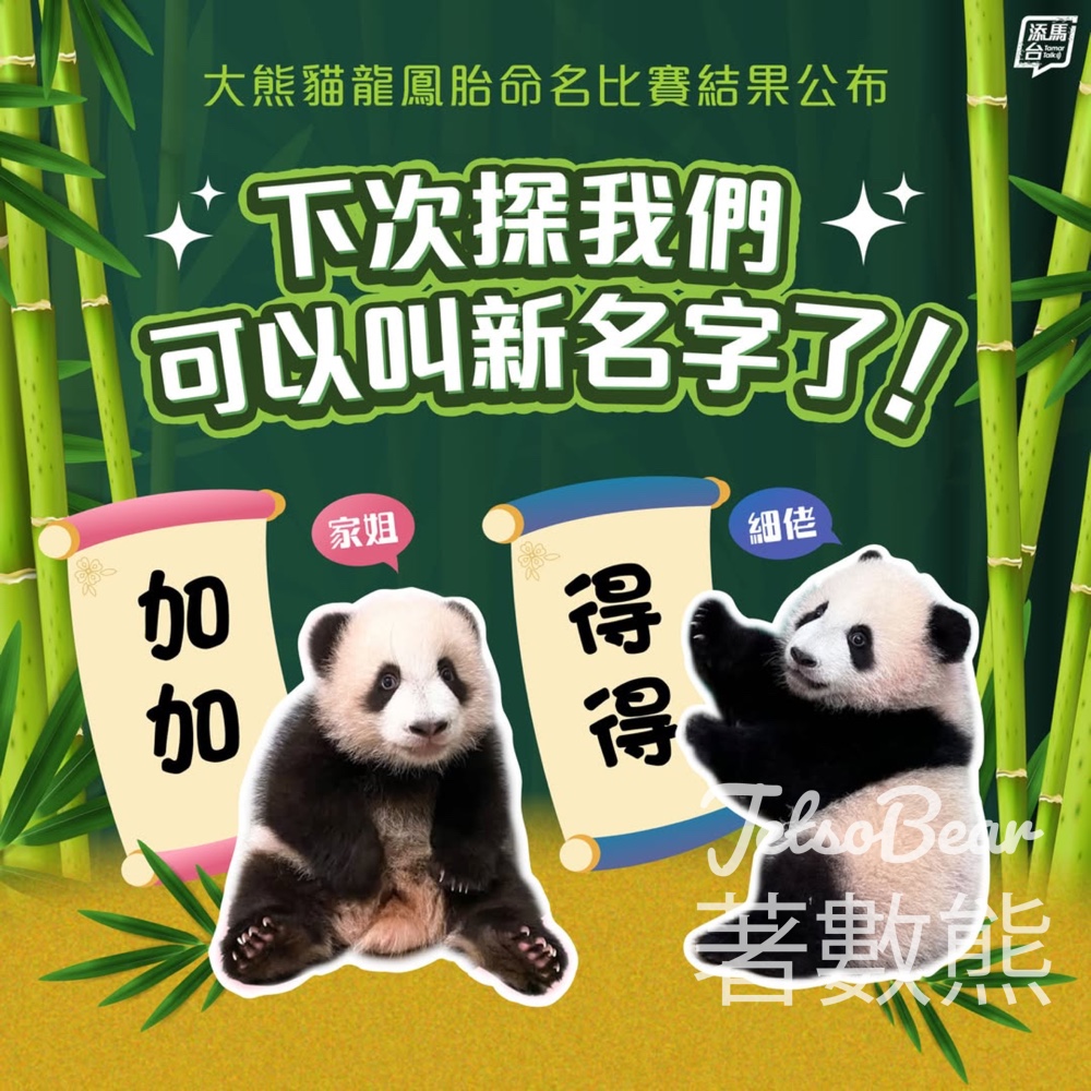 大熊貓龍鳳胎寶寶正式名字 「加加」及「得得」 - Jetso Bear