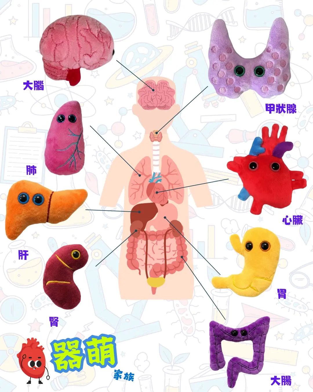 Jetsobear.com 推薦：2026 香港醫學博物館 器萌家族 器官解剖公仔匙扣 心臟 子宮 大腦 牙齒 全系列